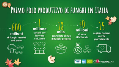 Consorzio Funghi di Treviso - primo polo produttivo di funghi in Italia